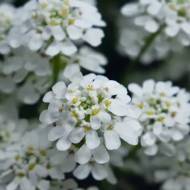 Іберіс вічнозелений Сніговий шквал за 0,1 г