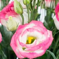 Еустома Сапфір F1 Пінк Рим за 5 нас.