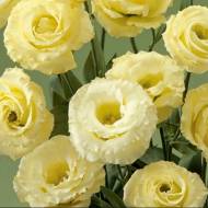 Еустома махрова Маріачі F1 жовта за 5 нас.