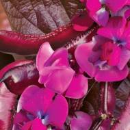 Доліхос Фіолетові гірлянди за 5 нас.