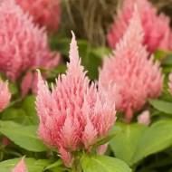 Целозія периста кімоно Салмон Пінк за 10 нас.