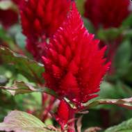 Целозія периста кімоно Черрі ред за 10 нас.