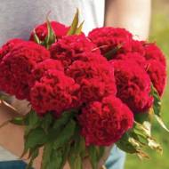 Целозія гребінчаста Чиф кармінова за 10 нас.