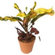 КРОТОН МАММІ