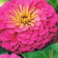 Цинія Ілюмінація за 0,3 г