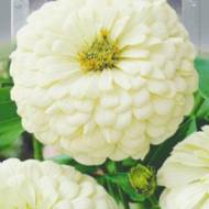 Цинія Полар Бір за 0,3 г