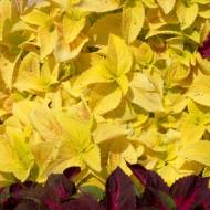 Колеус Візард Голд за 10 нас.