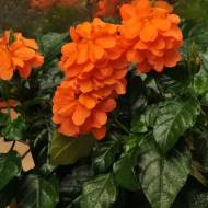 Кроссандра Тропік червона за 4 нас.