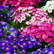 Цинерарія Аміго суміш за 10 нас.