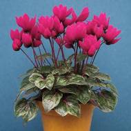 Цикламен Гільда F1 за 5 нас.