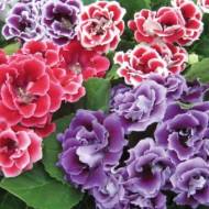 Глоксинія Брокард суміш за 5 нас.