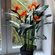 Стреліція королівська Райський птах за 3 нас.