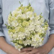 Антирринум Мадам Баттерфляй Айвори F1 за 10 сем.