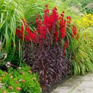 Лобелия Королева Виктория за 10 сем.