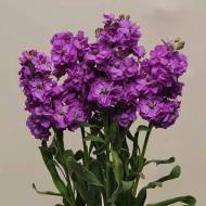 Левкой Кэт голубой за 10 сем.