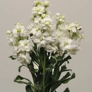 Левкой Хот Кейк белый за 10 сем.