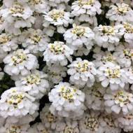 Иберис вечнозеленый Снежный шквал за 0,1 г