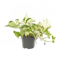 Епіпремнум Хеппі Ліф