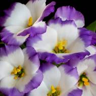 Эустома Сапфир F1 Блю Чип за 5 сем.