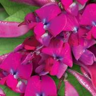 Долихос Рубиновые искры за 5 сем.