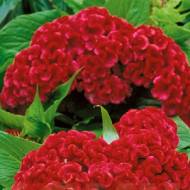 Целозия гребенчатая Чиф карминовая за 10 сем.