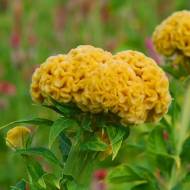 Целозия гребенчатая Чиф Голд за 10 сем.