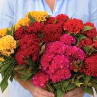 Целозия гребенчатая Чиф смесь за 10 сем.