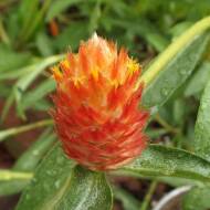 Гомфрена оранжевая высокорослая за 30 сем.