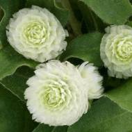 Гомфрена шаровидная Гном белая за 10 сем.