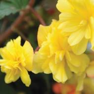 Бегония иллюминейшн Лемон за 5 сем.