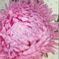 Астра Румянец девушки за 0,3 г