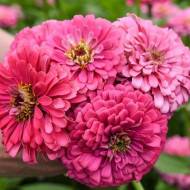 Цинния Иллюминация за 0,3 г