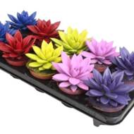 Ехеверія Міранда