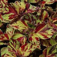 Колеус Визард Мозаик за 10 сем.
