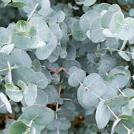 Эвкалипт Сильвер Доллар за 3 сем.