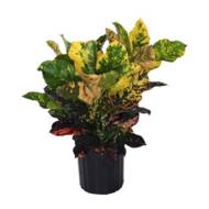 Кротон Магніфісент