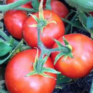 Томат Екстрім за 100 нас.