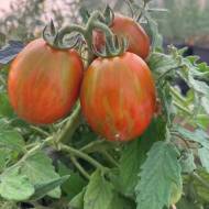 Томат Тамблінг Тайгер за 16 нас.