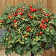 Томат Ред Проф’южен за 16 нас.