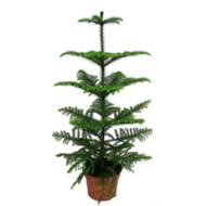 Араукарія Гетерофілла