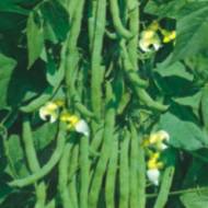 Квасоля Блакитне озеро за