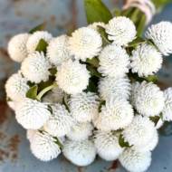 Гомфрена біла високоросла (Польща) за 30 нас.