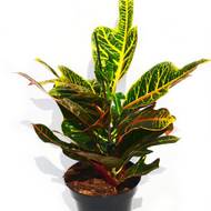 Кротон Екселент