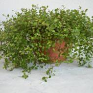 Мюленбекія