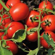 Томат Экстрим за 100 сем.