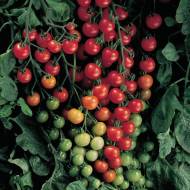 Томат Мир 100 коктейль за 25 сем.