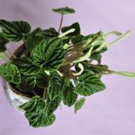 Пеперомія Каперата Ліліан