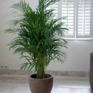 Пальма Арека