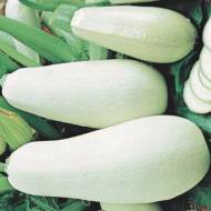 Кабачок Білоплідний за 3 г