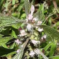 Пустирник Сердечко 0,2 г